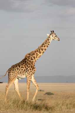 brown giraffe walking on brown grass